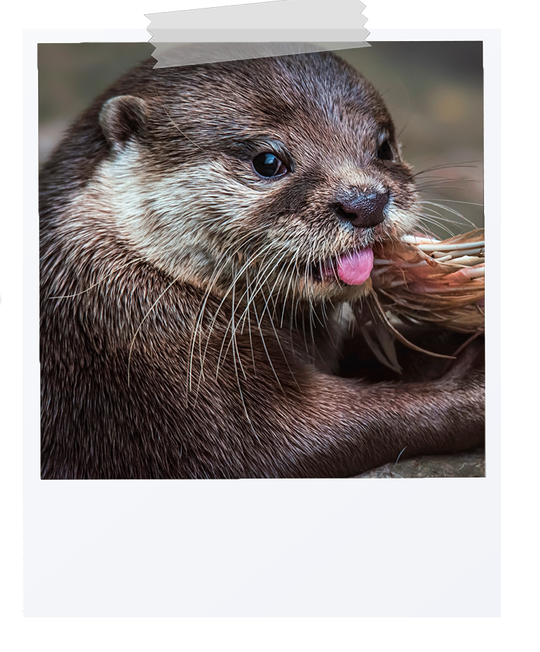 picture of a otter